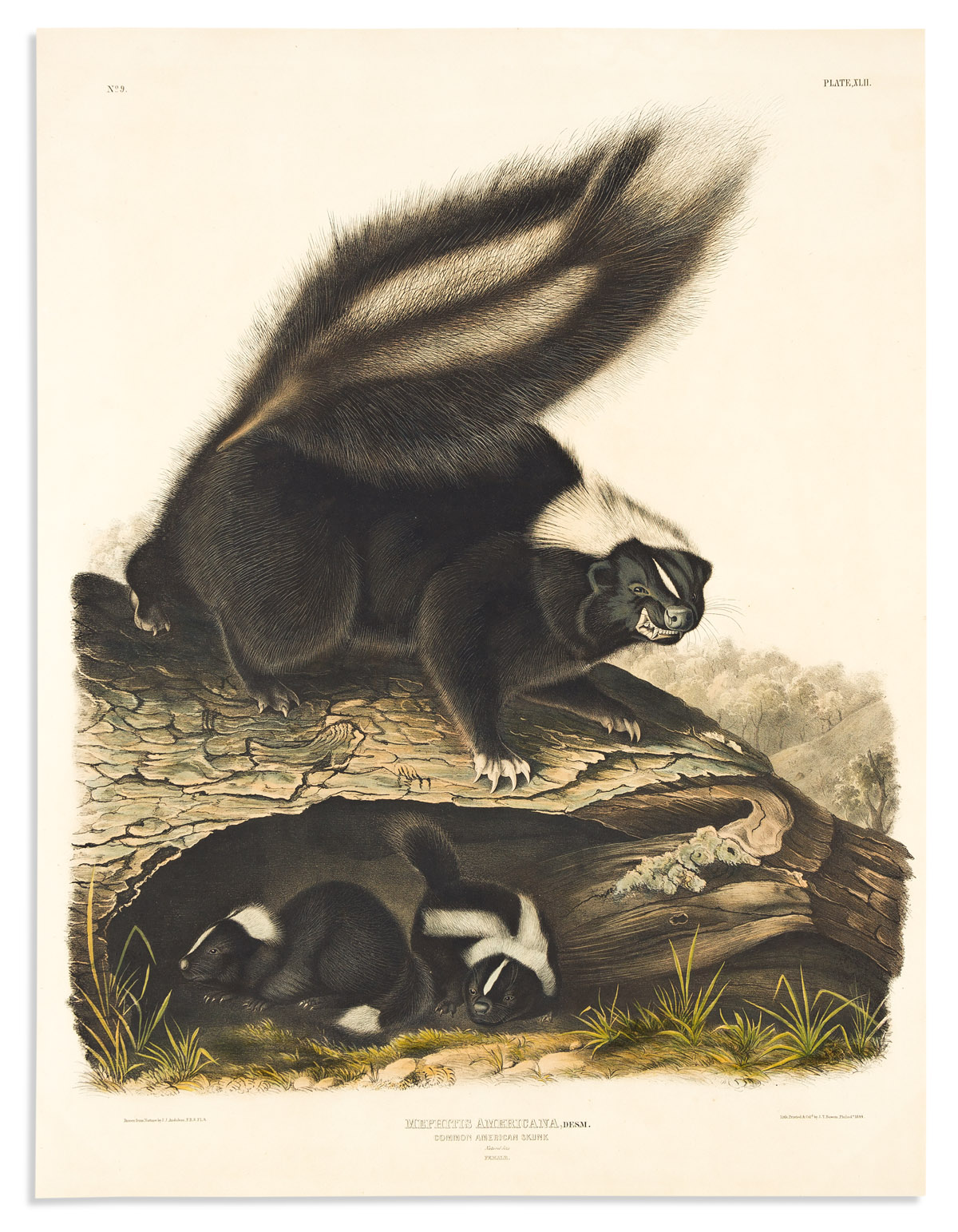 AUDUBON, JOHN JAMES. Common American Skunk. Plate XLII.